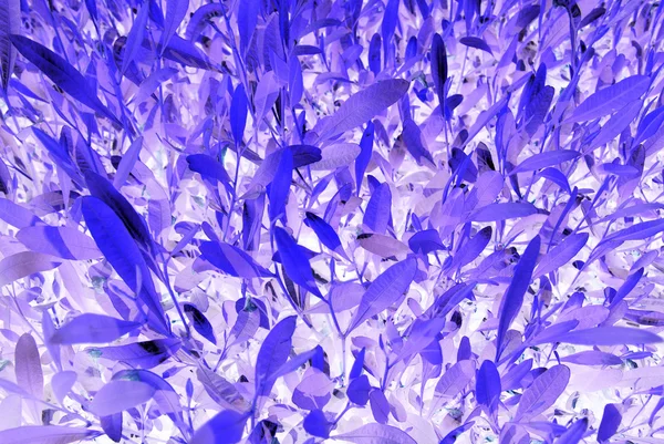 Abstract fantastic blue and purple colors plant as background. — Stock Photo, Image