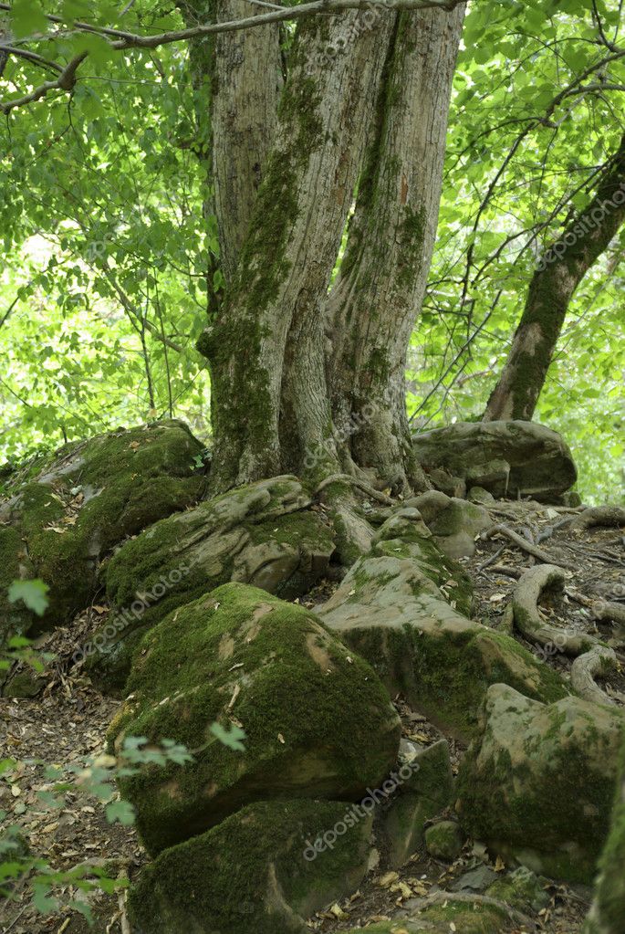 Old tree above 5000 years old burial mound. — Stock Photo © borodaev ...