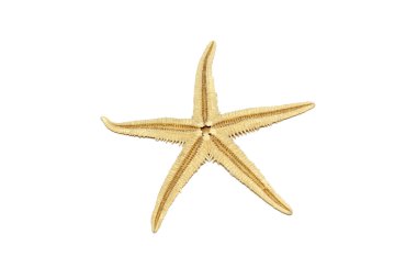 Starfish isolated on white background. clipart