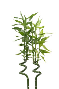 Cultivated bamboo with leaf isolated on white background. clipart