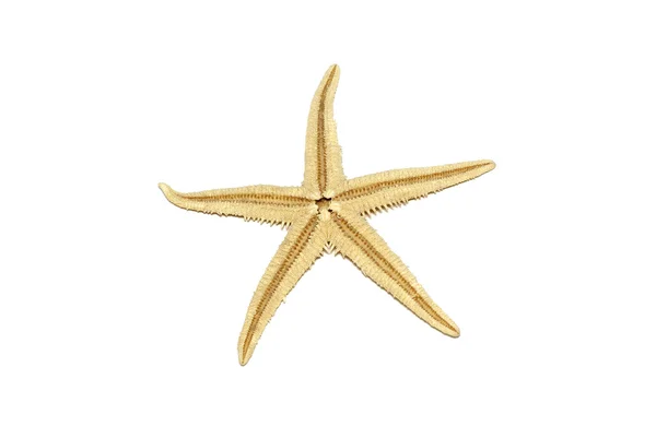 stock image Starfish isolated on white background.