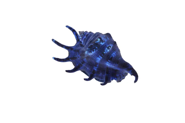 Fantastic blue shell isolated on white background. — Stock Photo, Image