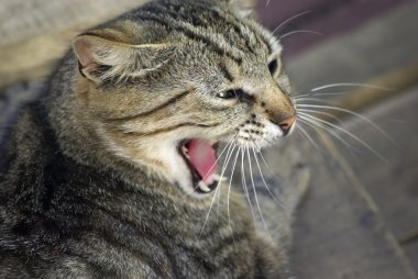 uykulu kedi esneme. sıcak bir gün hayvanat bahçesinde.