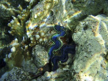 Kızıl deniz mercan. Scuba dalış Mısır, Afrika.