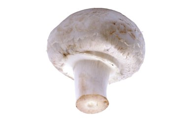 Beyaz arka plan üzerinde izole champignon mantar makro.