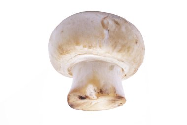 Beyaz arka plan üzerinde izole champignon mantar makro.