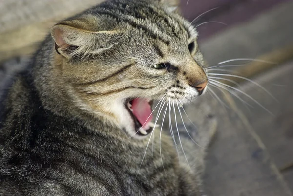 Stock image Sleepy cat yawning. Hot day at the zoo.