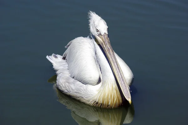 stock image Pelican swimming in lake and looking for fish.