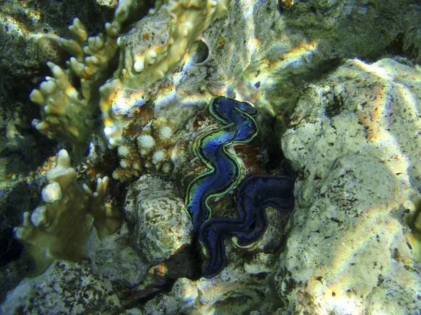 在红海珊瑚礁。在埃及，非洲的水肺潜水. — 图库照片