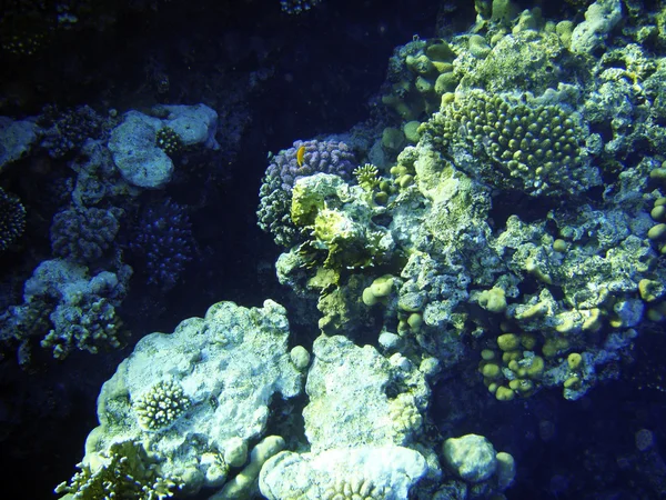Arrecife de coral en el Mar Rojo. Buceo en Egipto, África . — Foto de Stock