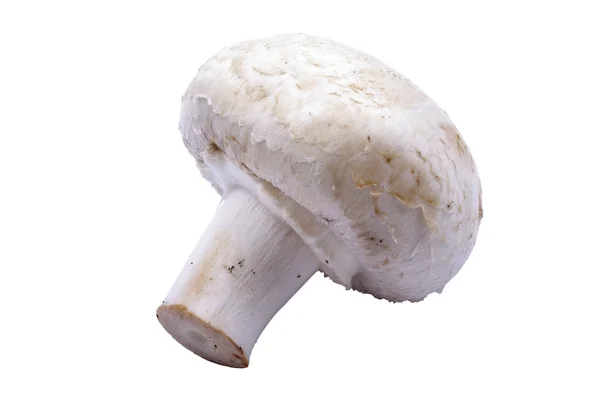 stock image Champignon mushroom macro isolated on the white background.