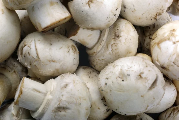 Edible champignon mushrooms macro as food background. — Stock Photo, Image