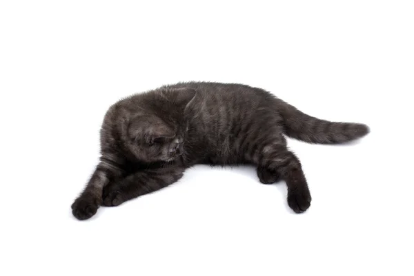 Gri izole ile beyaz arka plan üzerinde siyah İngiliz kitty ile — Stok fotoğraf