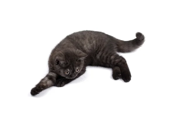 Gölge beyaz zemin üzerine izole İngiliz küçük kedicik. — Stok fotoğraf