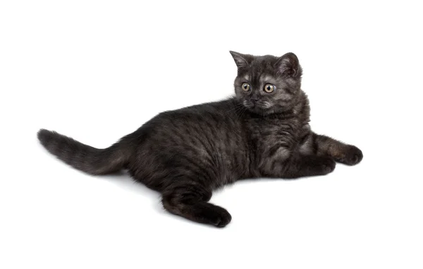 Sevimli küçük siyah kedi beyaz zemin üzerine izole. — Stok fotoğraf