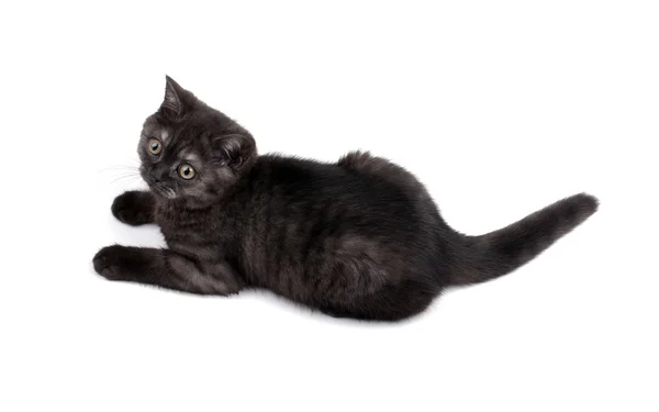 Ładny czarny kotek Wielkiej Brytanii na białym tle. — Zdjęcie stockowe