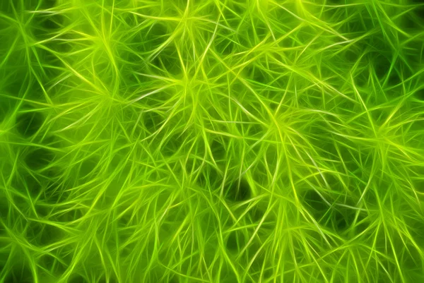 Abstract rendered from natural fractal green tropical plant. — Stock Photo, Image