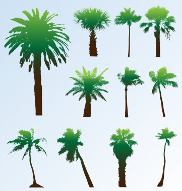 Collection of vector palm trees silhouettes. Easy to edit, any s clipart