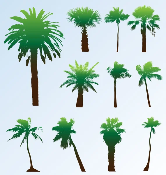 Vektör palmiye ağaçlarının silhouettes topluluğu. kolay düzenleme, herhangi bir s — Stok Vektör