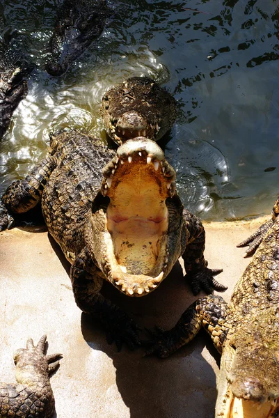 stock image Crocodiles.