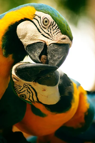 The parrots. — Stock Image The parrots. Stock Photo