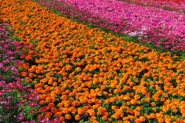 Сад, полный цветов — стоковое фото