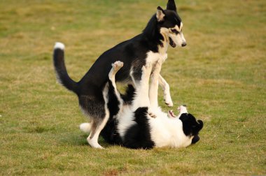 Köpekler oynuyor