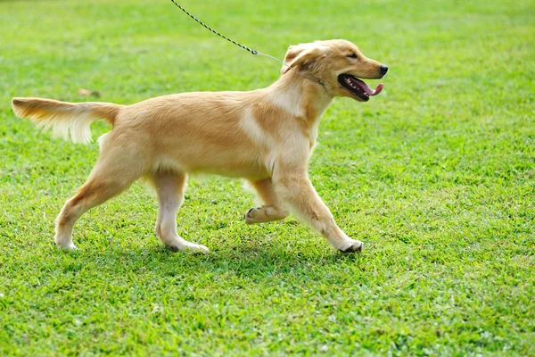 Pequeño perro golden retriever corriendo por el césped —  Fotos de Stock