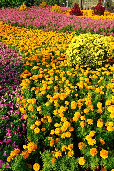 Blumen im Garten — Stockfoto