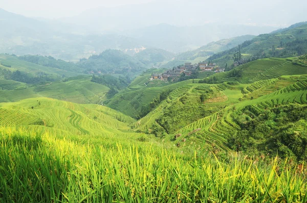 Campo de arroz verde chinês — Fotografia de Stock