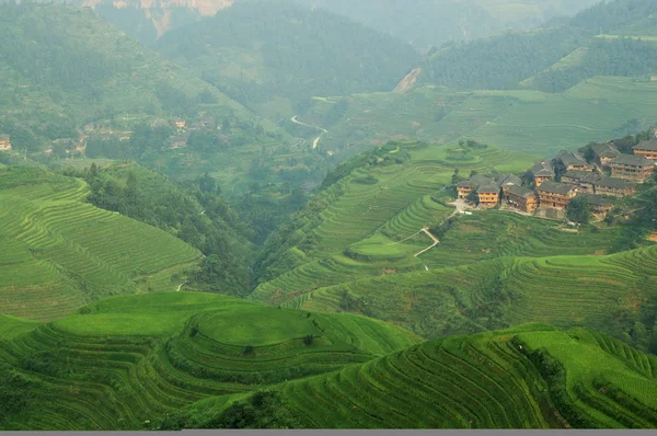 Čínské zelené rýžové pole — Stock fotografie
