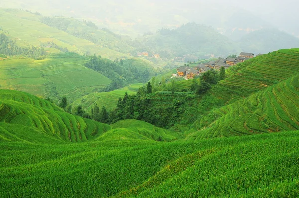 Campo de arroz verde chino — Foto de Stock