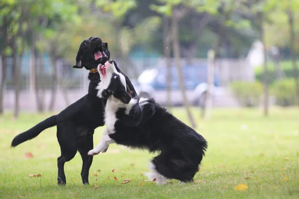 Hundar slåss — Stockfoto