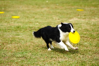 çalışan sınır collie köpek