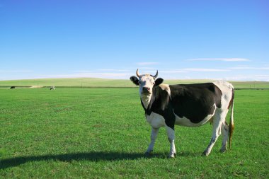 Cow in grassland clipart