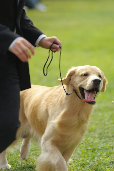 Master playing with golden retriever dog — Stock Photo, Image