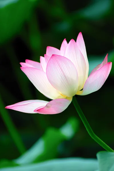 Flor de loto floreciendo — Foto de Stock
