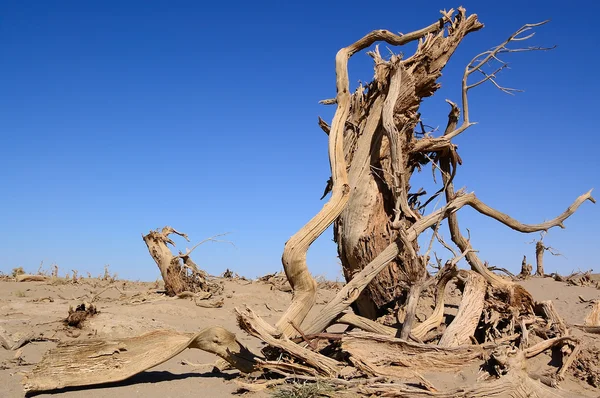 stock image Dead trees