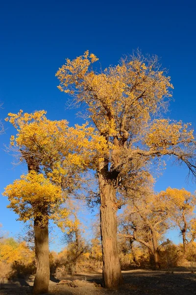 Kleiner gelber Blätterbaum — Stockfoto