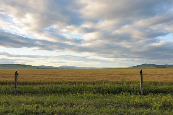 Wheat field in grassland — Stock Photo, Image