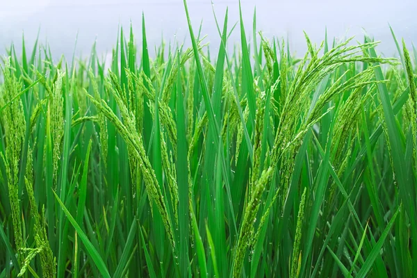 Rice seedlings — Stock Photo, Image