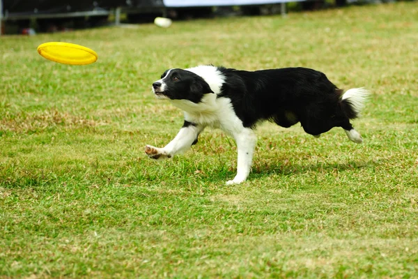 Border collie dog running — Stock Photo, Image