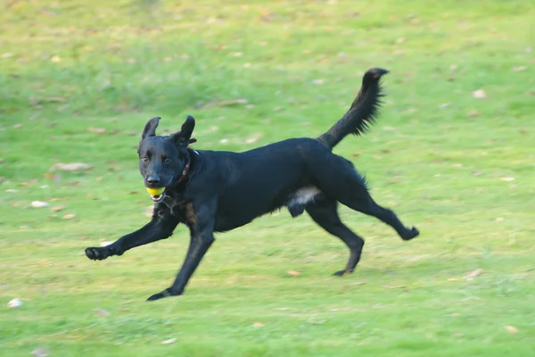 Σκύλος Labrador τρέχει — Φωτογραφία Αρχείου