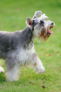 minyatür schnauzer köpek