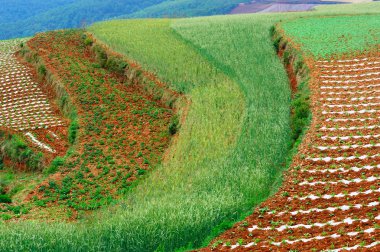 Wheat field clipart