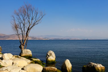 Göl kenarındaki taş ve ağaç