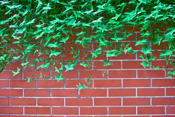 Hojas verdes en la pared de ladrillo — Foto de Stock
