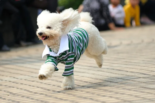 Toy poodle dog running — Stock Photo, Image