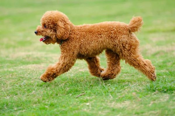 Маленький іграшковий пудель собака біжить — стокове фото