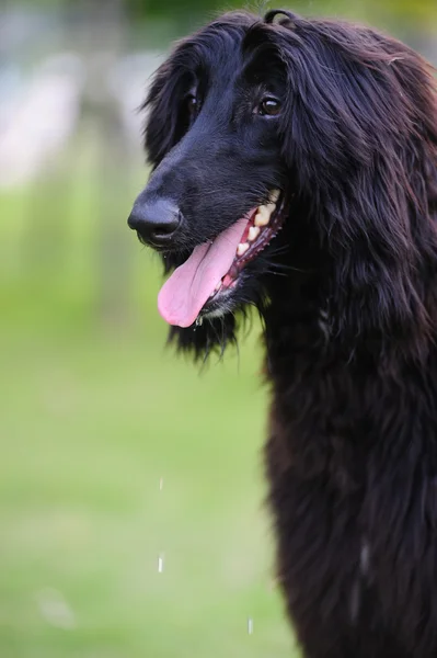 Zwarte Afghaanse hound dog — Stockfoto